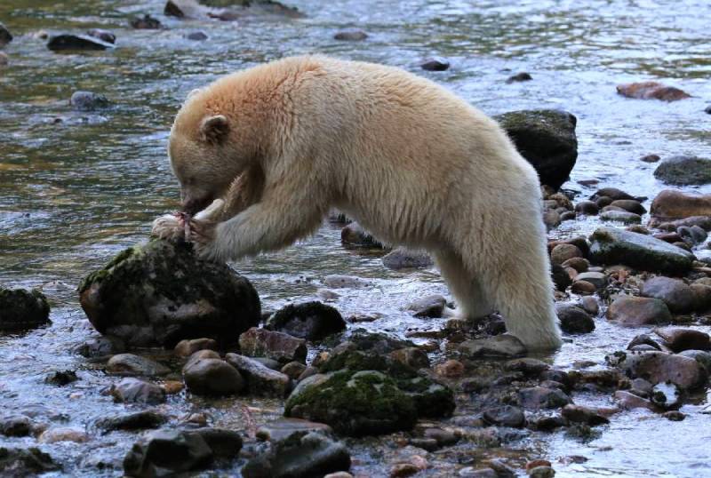 vimarinabc's tweet photo. Canada’s Pacific West Coast is home to the Great Bear Rainforest, an expansive wilderness accounting for one-quarter of the world’s coastal temperate rainforests.
#greatbearrainforest, #bcrainforest, #pacificrimnationalparkreserve https://t.co/5i9ZveoIHD