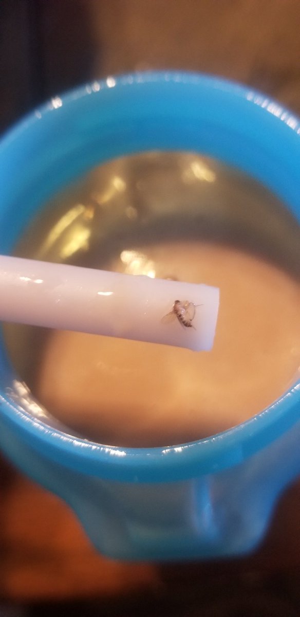 LyricalWaller's tweet photo. @sonicdrivein PLEASE CHECK YOUR CHOCOLATE MILK DISTRIBUTOR! I brought my one year old to sonic after school because he 💙 the grilled cheese sandwiches and this was in his chocolate milk! Thank God I poured it in his cup first and noticed it before he drank it! https://t.co/TXUWFEUX9y
