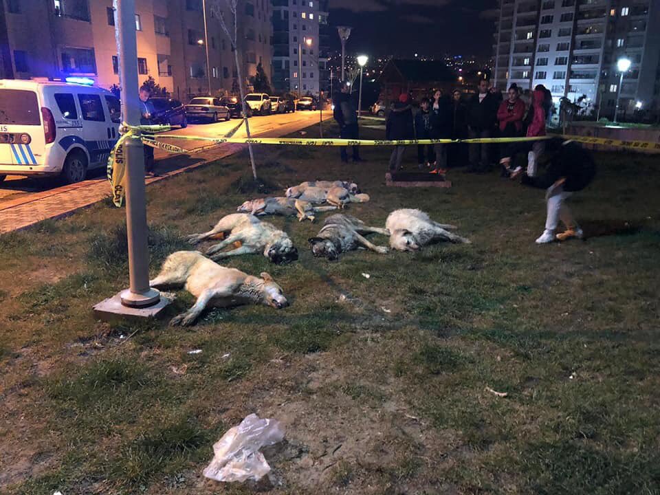 Ankara Batıkent’te beyaz bir araçtan bırakılan zehirli et ile sekiz köpek katledildi.
Aracın plakası tespit edildi, 41 ABS 558
Gören duyan polise haber verirse aranıyor. Yayalım ve daha çok kişinin görmesini sağlayalım.

#BatıkentteKatliamVar