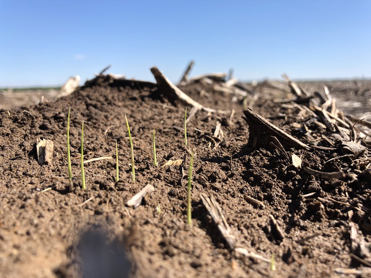 #ricetec7311 coming up. #notill #rowrice