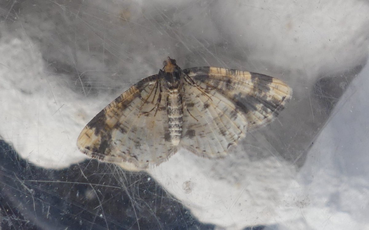 Bob Chapman (@bobservablelife) on Twitter photo Looking at the underside I did not recognise this, first of the year, in the trap at #BlashfordLakes this am. #MothsMatter <a href="/HIWWTConserve/">HIWWTConservation</a> <a href="/savebutterflies/">Butterfly Conservation π¦</a> <a href="/wessexwater/">Wessex Water</a> Looking at the underside I did not recognise this, first of the year, in the trap at #BlashfordLakes this am. #MothsMatter <a href="/HIWWTConserve/">HIWWTConservation</a> <a href="/savebutterflies/">Butterfly Conservation π¦</a> <a href="/wessexwater/">Wessex Water</a>