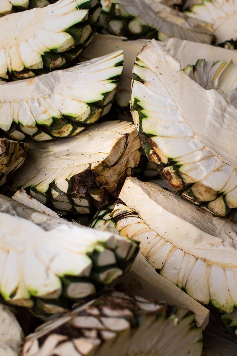 milagrotequila's tweet photo. #Agave piñas take nearly a decade to grow prior to harvest  –  beginning each #journey with patience and passion #FutureTequila https://t.co/oMpotIXlyM