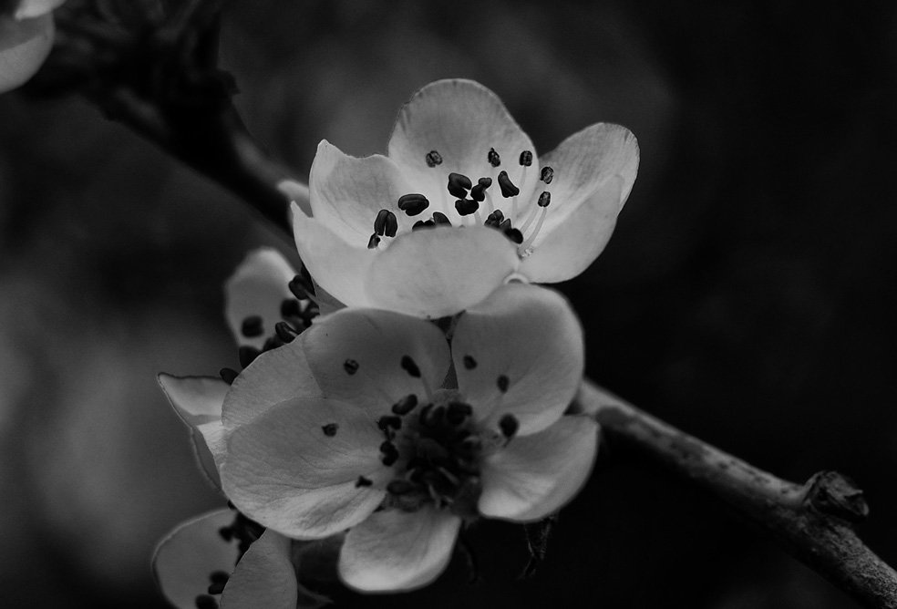 Peter James (@ambientabbot) on Twitter photo 