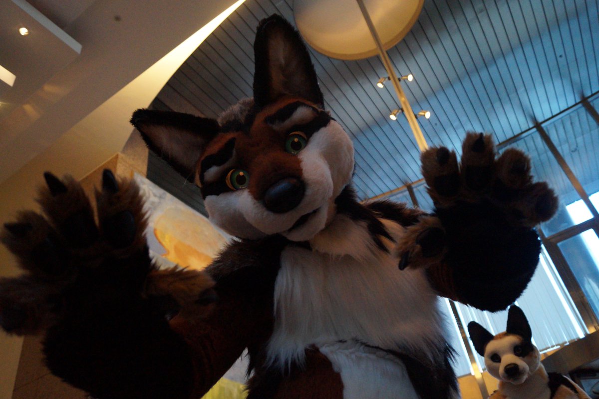 WariusPhoto's tweet photo. another post for #FoxTuesday ended up taking some nice photos of this foxy. photos from Nordicfuzzcon 2019
@coyoxal is the suiter. hope you like em https://t.co/5vFQ6jZykX