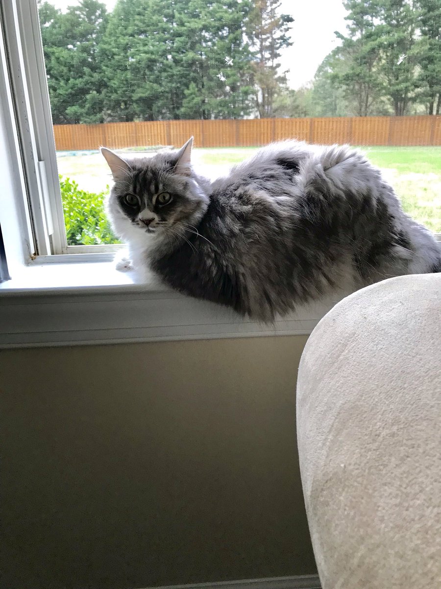 mikewheless's tweet photo. Just for you @dmartinezzz_ #HarleyRose #windowsitting https://t.co/V5fu8iklVu