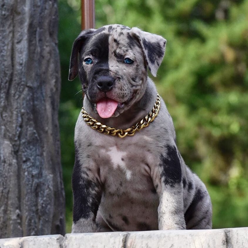 nowthatsbully's tweet photo. What a ham! 🍖🤩
🎥IG: swagkennels #dogs #pets https://t.co/RxixX1Defs