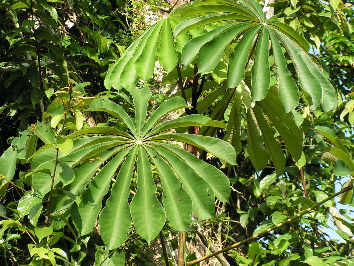 草木のこと Cecropia セクロピア かつてはアリの巣の木と呼ばれた中南米原産の熱帯雨林構成樹の一つ その名の通り アリが好むミュラー体を分泌しアリとの共生を図るアリ植物として知られる またミツユビナマケモノが葉や芽をたべるのでコスタリカの