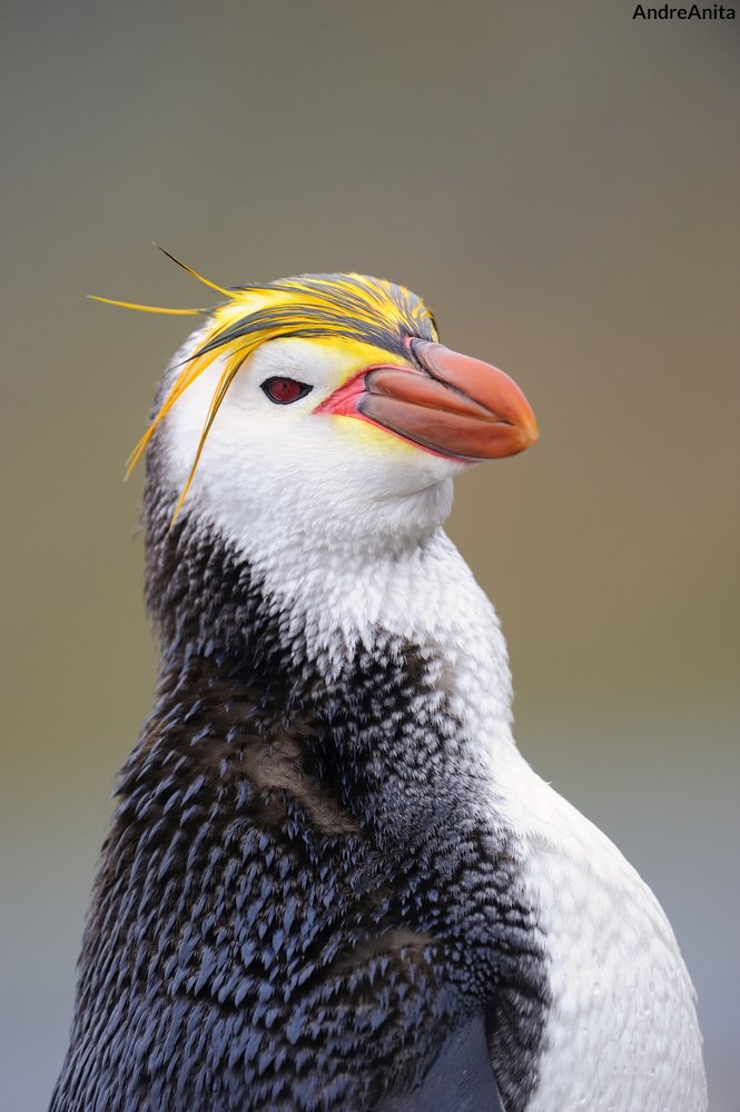 This penguin is true royalty. 👑 . Royal penguins have bright