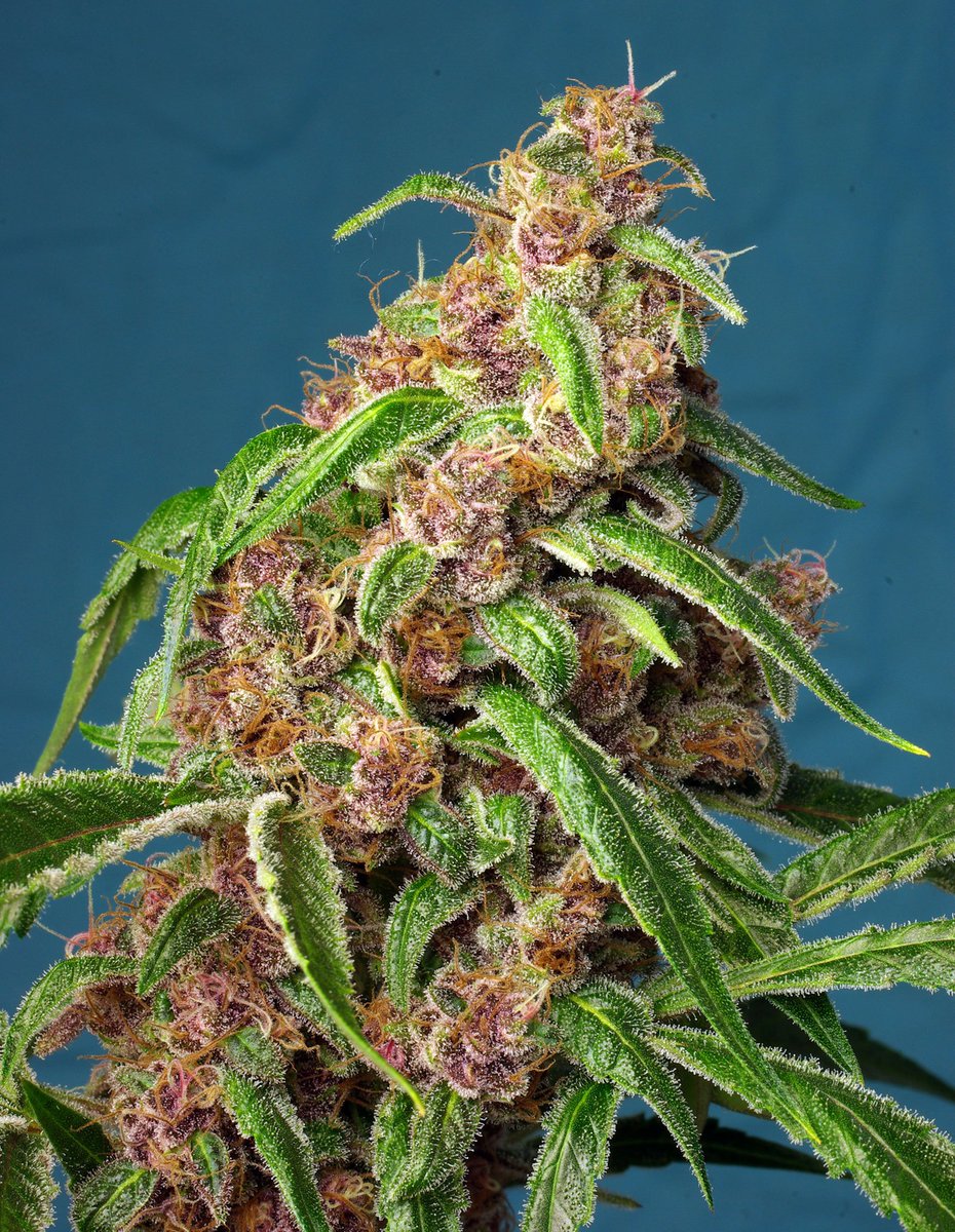 sweetseeds_es's tweet image. ¿Rojo pasión♥? ¿Veloz como un rayo🌩? ¿Aroma a mandarina🍊? ¿Genética americana🇺🇸? ¿fotodependiente de flor roja🌹?

¡Solo puede ser nuestra Red Mandarine F1 Fast Version®(SWS79)!

 sweetss.net/redmandarine

#TheCannabisExperience #SweetSeedsOficial #fastversion #SweetSeeds