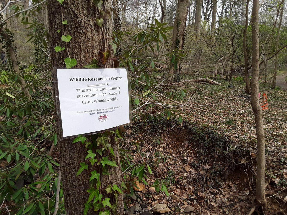 okiewhaler's tweet photo. My @swarthmore #ConsBio students checked #cameratraps today as part of our ongoing Crum Woods rapid #mammal assessment. #exciting #mammalogy @Mammalogists https://t.co/NfTZIL8NqT