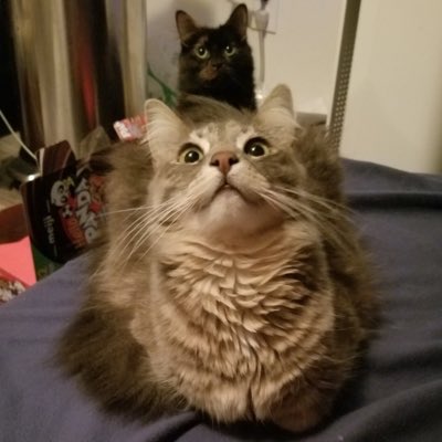 The ghost of Dave tweet media