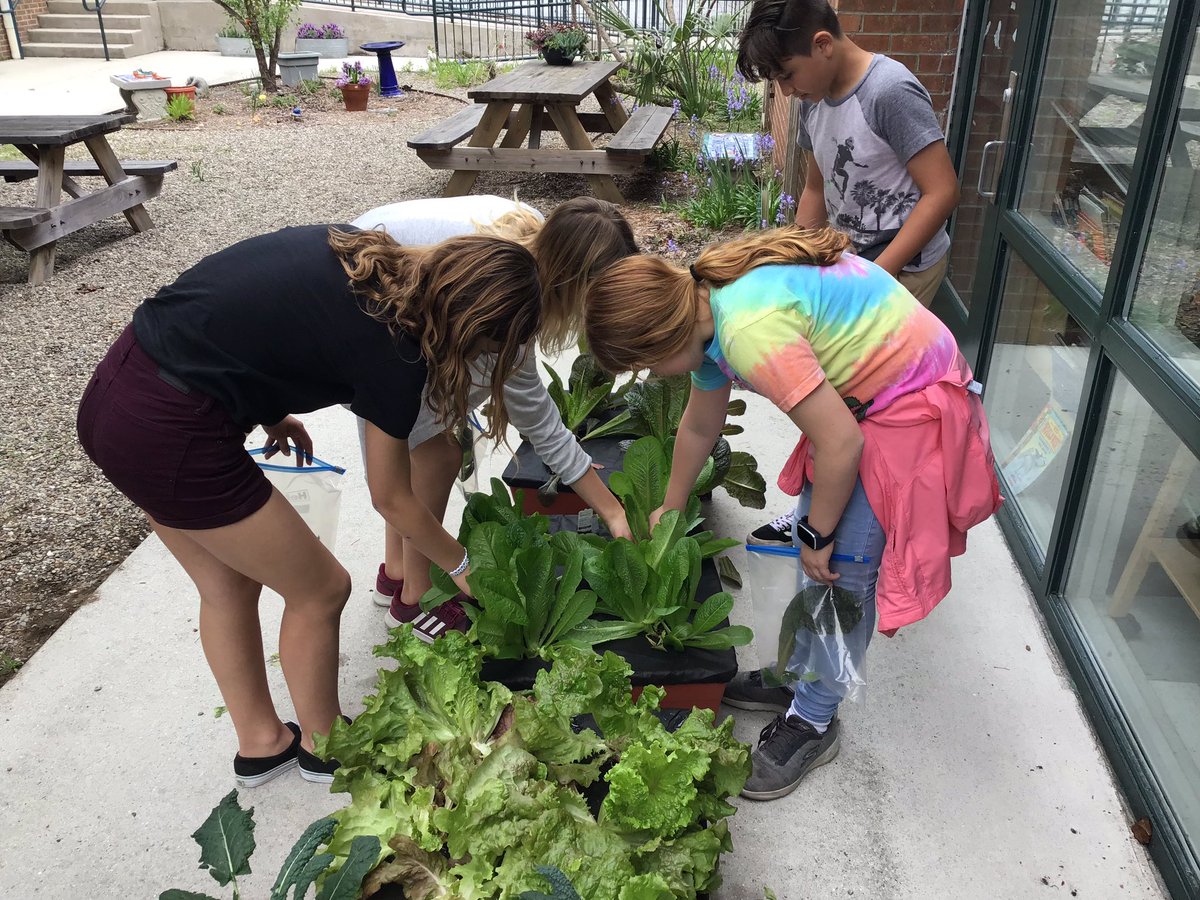 KamiDedrick's tweet photo. The #CBSeaStars Green Arts Club met today! Today the S’s harvested a variety of greens, broccoli, and mint. #hellospring #mademyday #momentsofawe #weareinthistogether @mconnorCBESArt @DeannaLeake https://t.co/VX9O7LkslO