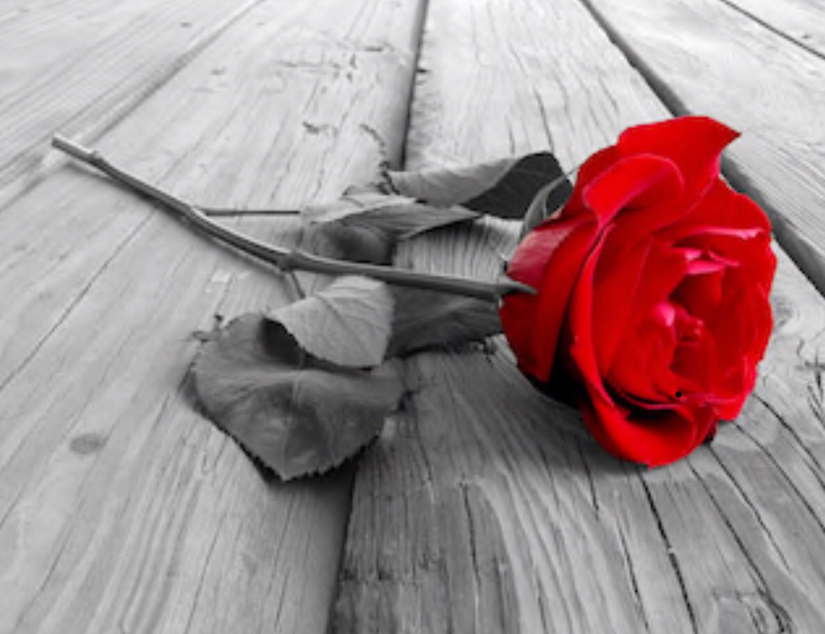 FeminisationA's tweet photo. The red rise which is the symbol and signature of the feminisation academy.  Beauty and intrigue all in one.... https://t.co/JM2yvFRJpm