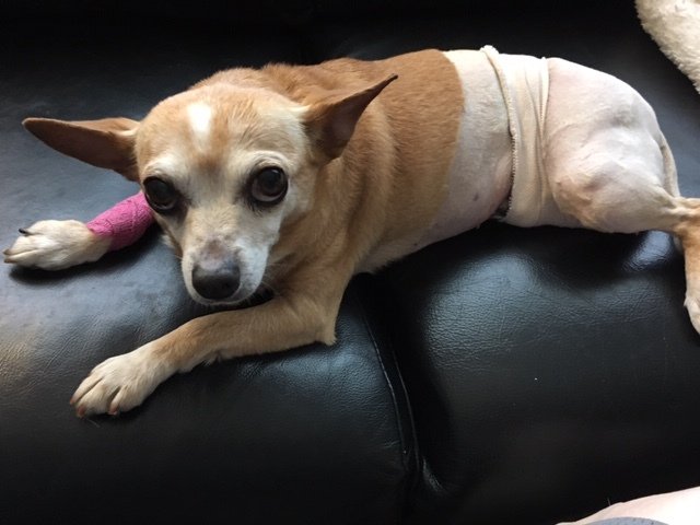 GivingPaws's tweet image. Rough Times for My Dog Goldie doggedhope.com/2019/04/09/rou…