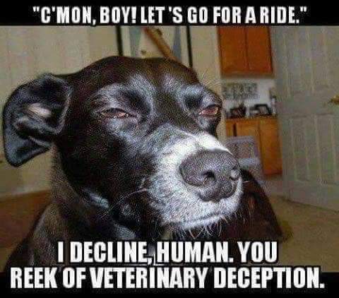 vet_rec's tweet photo. https://t.co/17h4TMJlhw