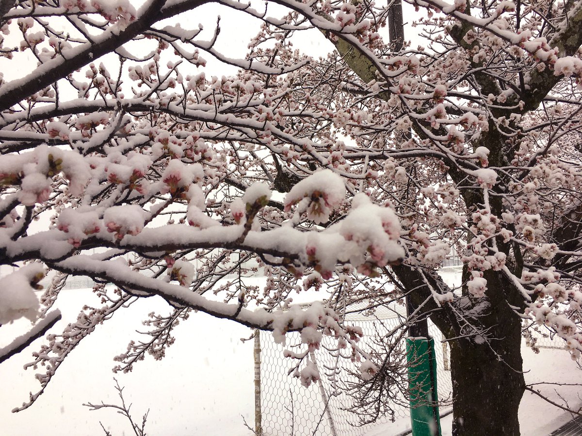 桜が咲いているのに雪が降った その光景が美しくエモさがあると話題に 異常ではあるけど綺麗 Togetter 桜が咲いているのに雪が降った その光景が美しくエモさがあると話題に 異常ではあるけど綺麗 Togetter