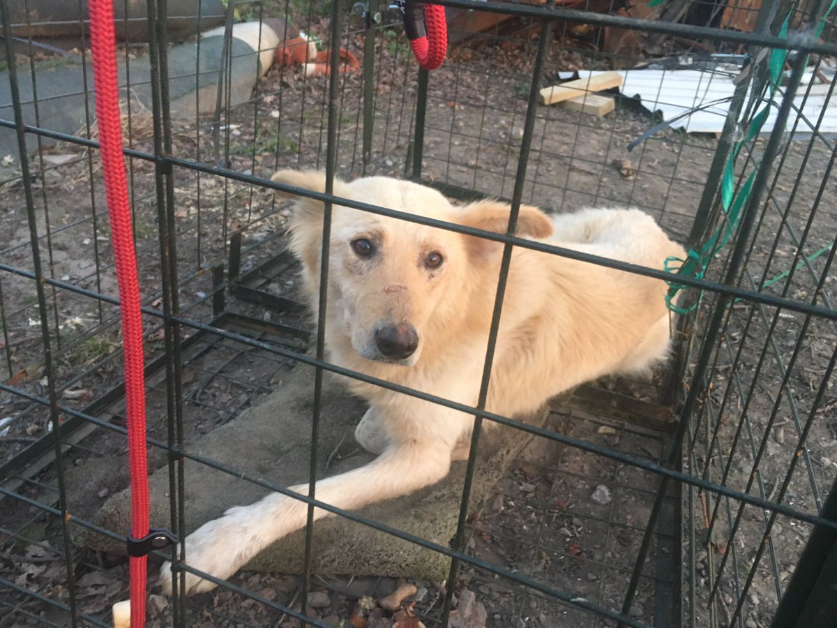 DonnaR68's tweet photo. @NWmwaypolice we trapped the dog that’s been running on M56 for a week @PoliceWarr #safe #dumpeddog #dog https://t.co/1v1WnPjgvB