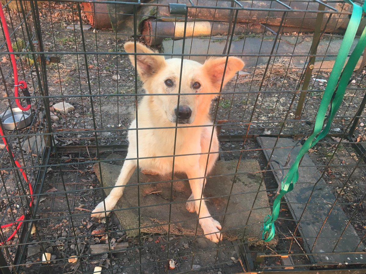 DonnaR68's tweet photo. @NWmwaypolice we trapped the dog that’s been running on M56 for a week @PoliceWarr #safe #dumpeddog #dog https://t.co/1v1WnPjgvB
