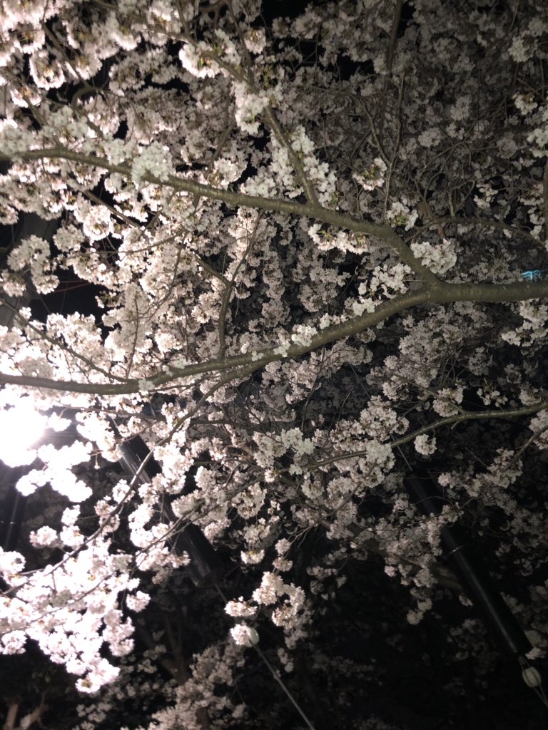 桜待ち受け