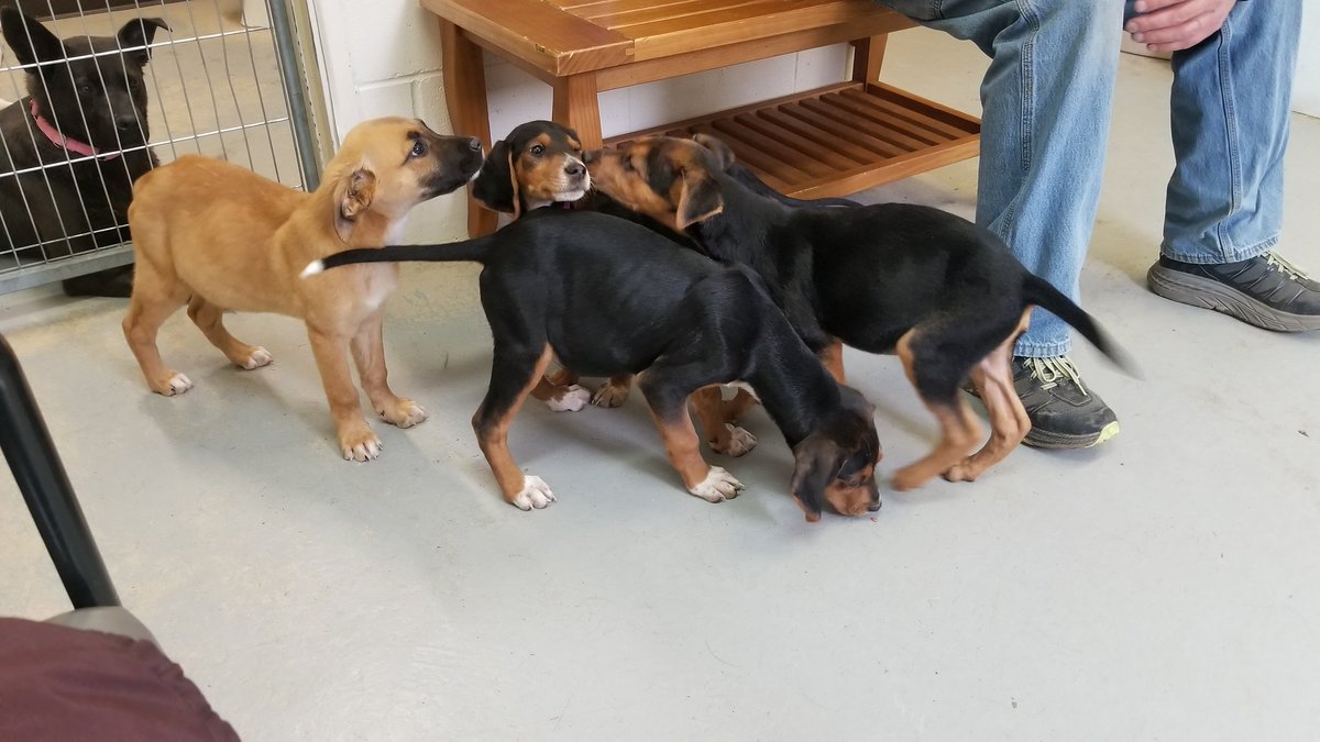 It turns out little Larry (center) has three sisters! A very bad person (VBP) dumped them in a rural, wooded area not far from our home. His sisters were dropped off yesterday by an acquaintance of the VBP. Which means Larry stayed out overnight, alone. In Northern Wisconsin.