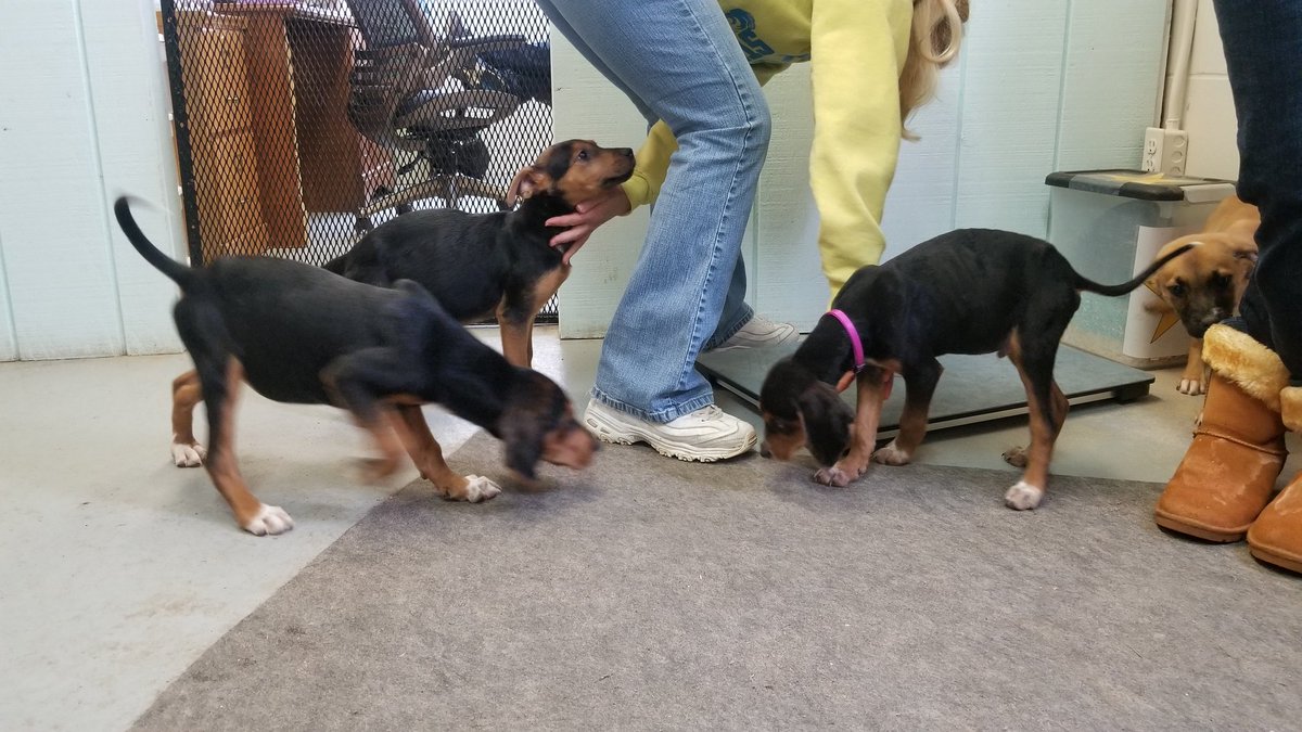 Do you know how hard it is to weigh puppies?! Larry (in pink) weighed in at 10 pounds and is the runt of the litter thus far. I really hope there aren't more wandering puppers in the woods.