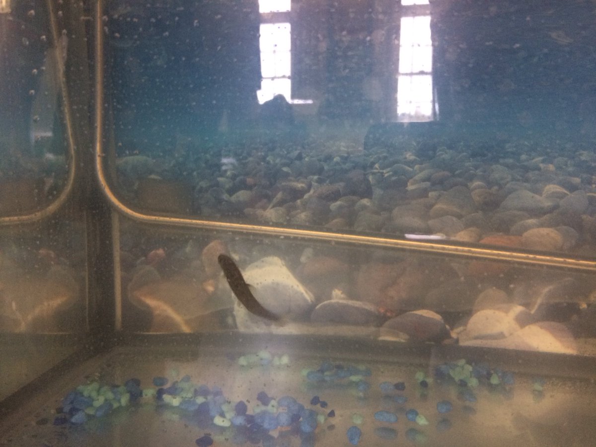 Great hands-on science happening this spring at Edith Cavell! Salmon eggs have hatched. Chicken eggs are being carefully tended to.