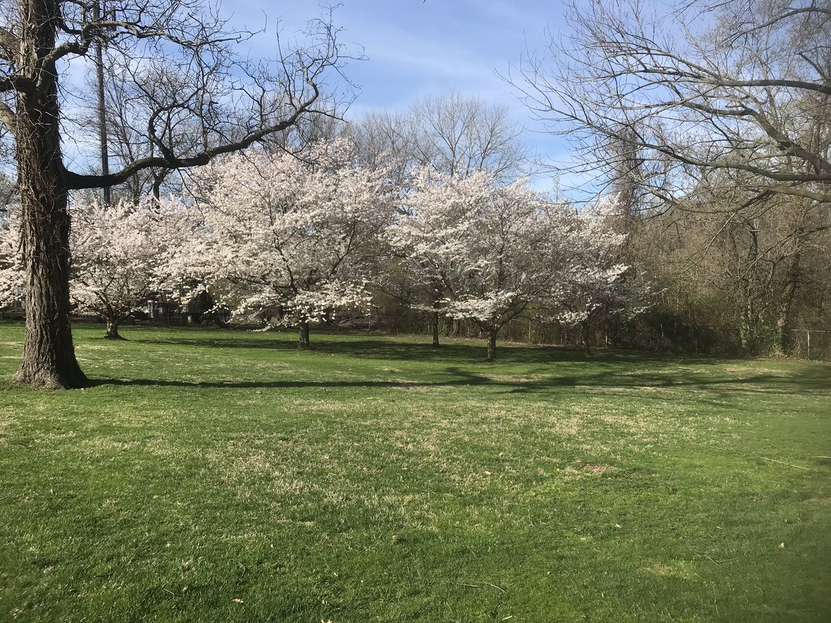 jdwachter's tweet photo. Itβs not the same as the #CherryBlossomDC that our peer @mwstack sees regularly but #thecherrytrees beside #2green @GlenEchoCC are in full bloom right now! https://t.co/yvKAMglGwZ