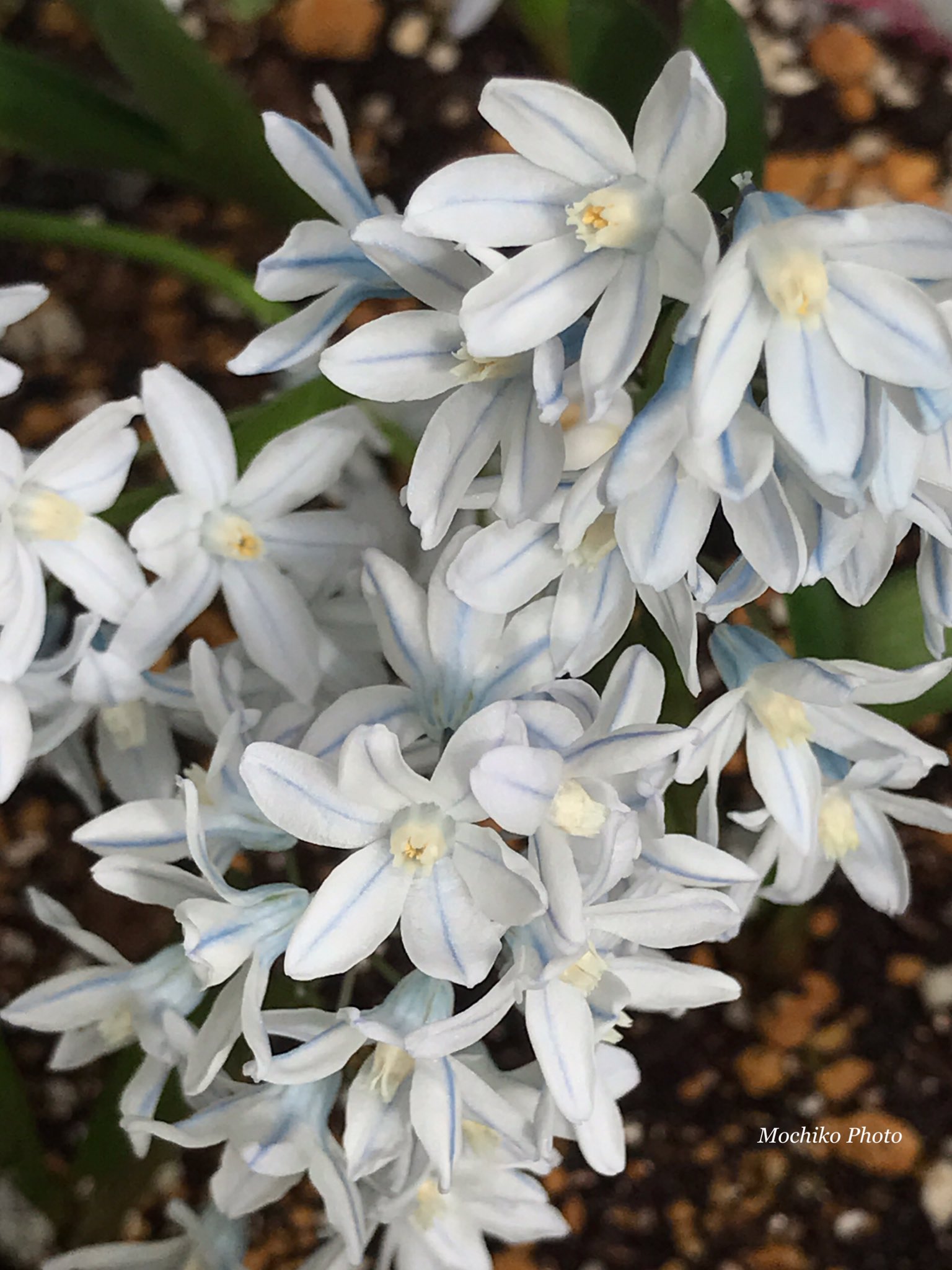 さくら餅子 プスキニア ユリ科 小アジア コーカサス地方原産 早春 春 球根から 草丈10 15cmで 白 白に青いライン入りの 小花が 一つの花茎に 10輪位づつ集まり咲く 花名は18世紀の ロシアの植物学者の名にちなむ 氷の妖精 と呼ばれる 花言葉は 豊か