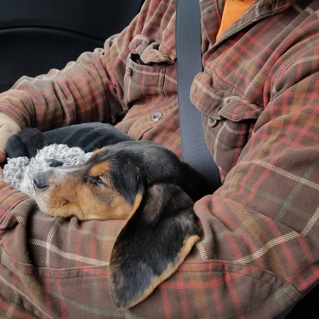 We're going to adopt Larry with the Pink Collar. He is at the shelter with his siblings until Friday. The veterinarian wants to treat them all for worms, dehydration and give them all a well puppy exam with shots.