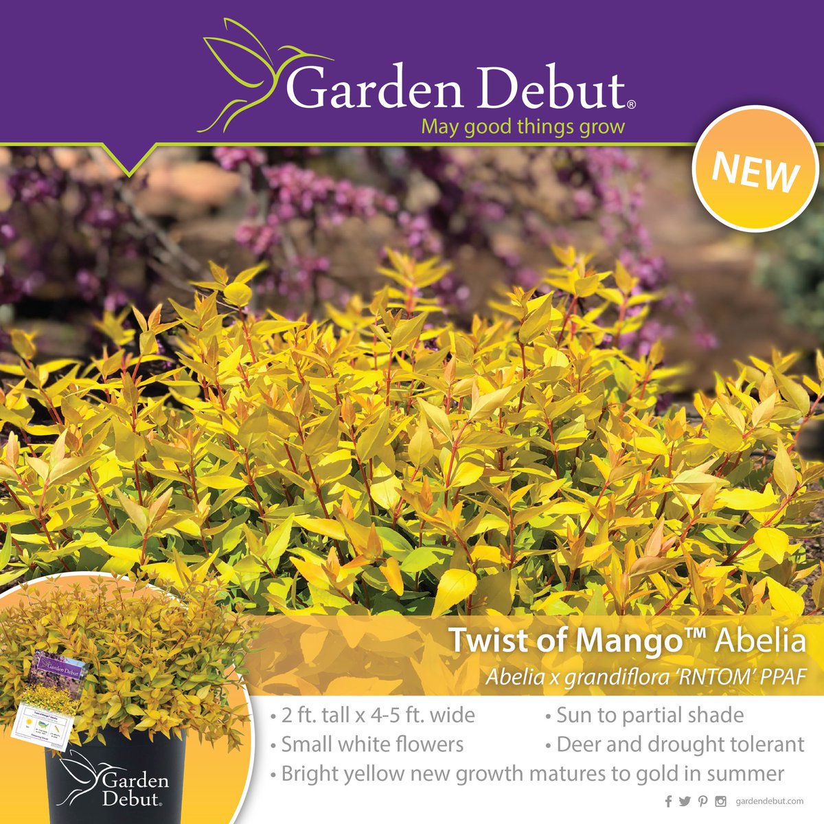 GardenDebut's tweet photo. Check out Twist of Mango™ Abelia! Bright yellow new growth in the spring gradually matures to gold in the summer. It has bronze fall color with gold highlights. Clusters of small, white, bell-shaped flowers appear summer through fall 🧡 #PlantOfTheMonth #POTM https://t.co/JGLTALFQ6R