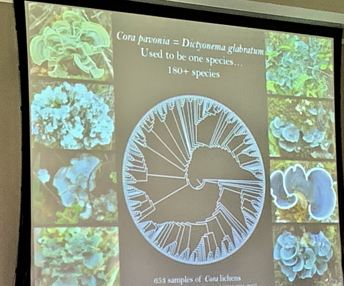fwbotanicgarden's tweet photo. Loved hearing words of #enlichenment today from @manudalforno presenting her research on #lichens, which appear to harbor diverse communities beyond their main partners (fungal, photosynthetic and microbial). #BRIT #researchlectureseries https://t.co/ErBcQRT1CR