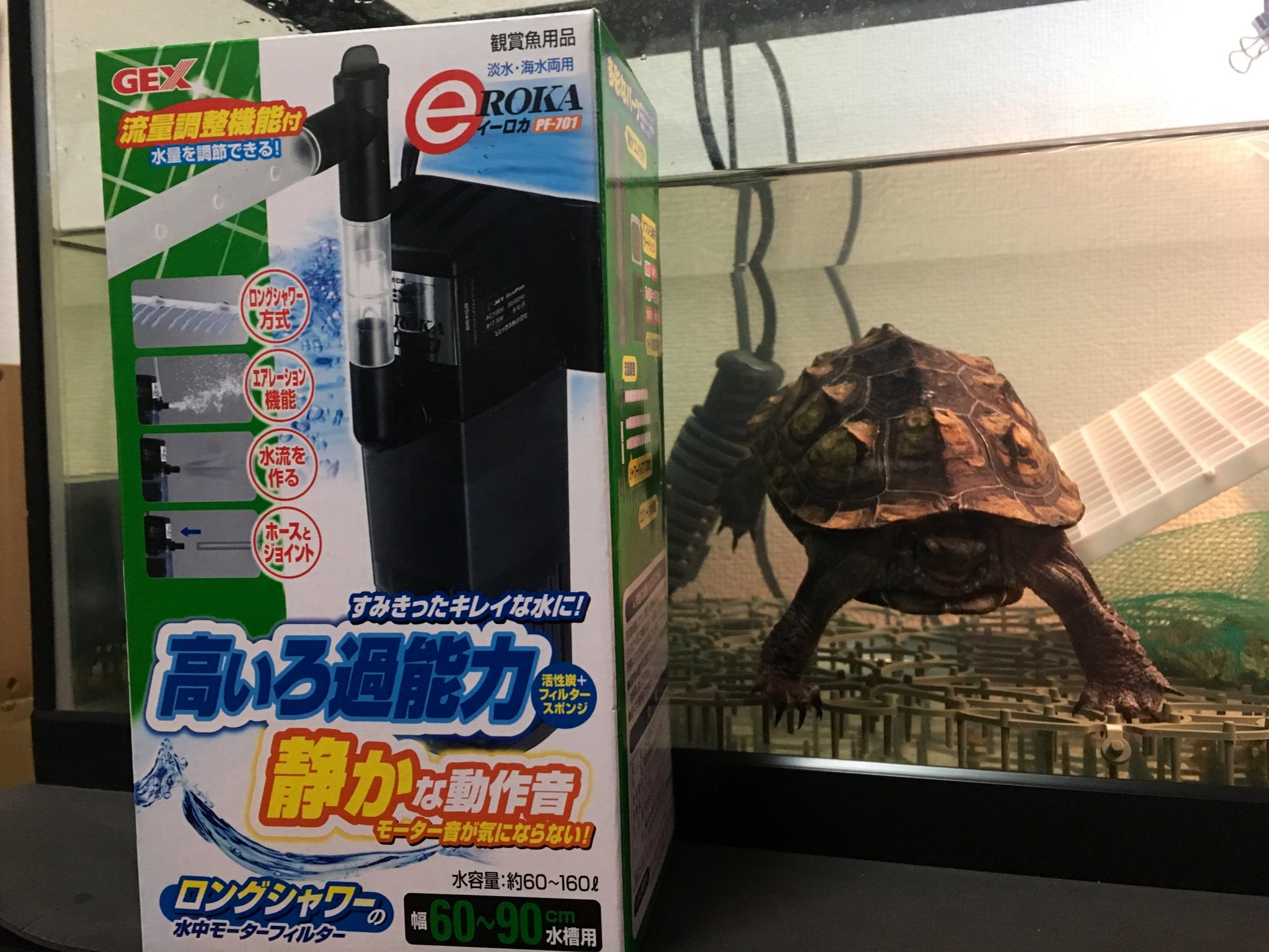クサガメたわし なんか届きました 亀 カメ クサガメ フィルター