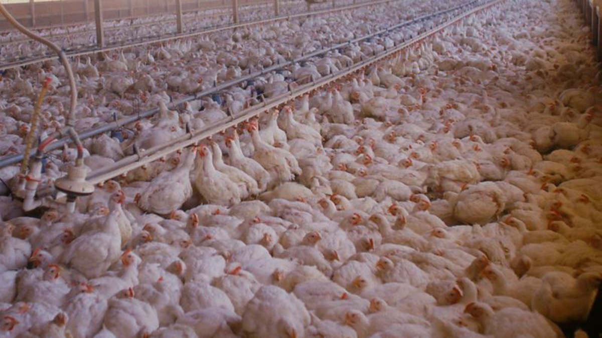 Tyson Foods Executives Assure Critics Their Chickens Physically Incapable Of Walking Even If They Had Room trib.al/Hku5nus