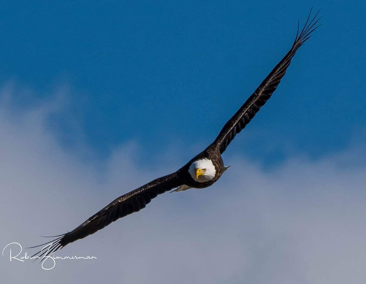 RobinLZ50's tweet photo. Soaring into Wednesday after budget adoption. ππ¦
#peekskillpromise #doinggoodthingsforkids https://t.co/9gkqHtBnFL