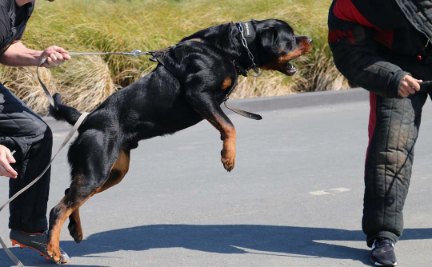 RottweilerMag's tweet photo. Reposting @apexworkingdogs:
...
"DEUCE
Decoy- @rickybruce88
#ROTTWEILER #K9 #MARTIALARTS #APPDA #PSA #IPO #WORKINGDOGS"
#rottweilermagazine #rottweiler #rottweilers https://t.co/O8VnGFCjsN