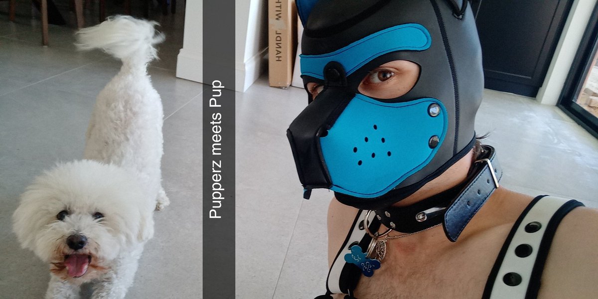 Sampup201's tweet photo. Knew it was me and ended up sniffing my hands and asked for a belly rub. https://t.co/To46gYWvMJ