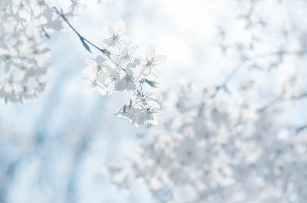 wip_ndds's tweet photo. 桜
#photography https://t.co/p5gBPW3qvK