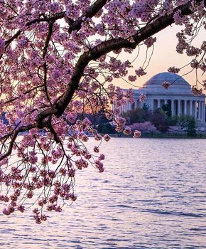 HUDREAC's tweet photo. Thank you @NAHROnational for inviting us to speak on #UPCSV in Washington DC this week on the HCV Panel. We know we had some tough competition from the cherry blossoms this time of year and really appreciate all the helpful audience feedback and questions! #pihitmodernization https://t.co/ou1Gj3Vrkw