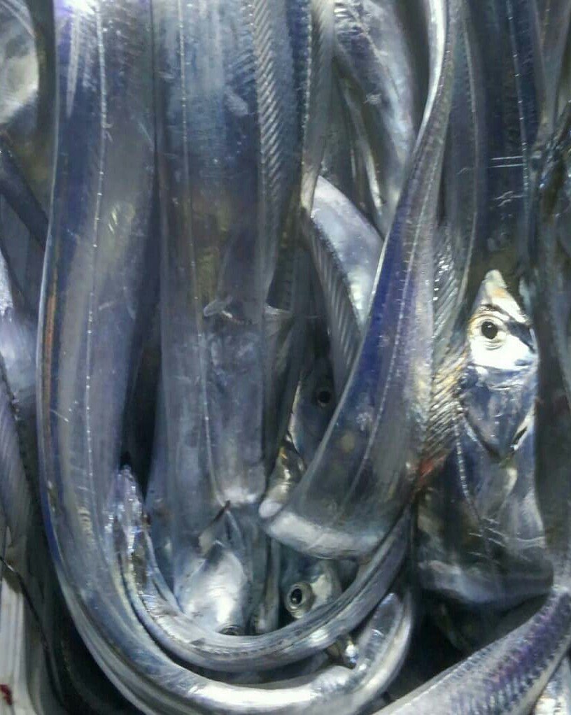 S ﾟ ﾟ ﾏｼﾞﾃﾞｯ 沼津のタチウオ半夜船での魚探映像色々 タチウオは魚探に映り難い魚と言われるので 船長がどんな反応を見てお客に釣らせているのか参考になった 覚え書き 釣り 魚探反応 タチウオ Twitter