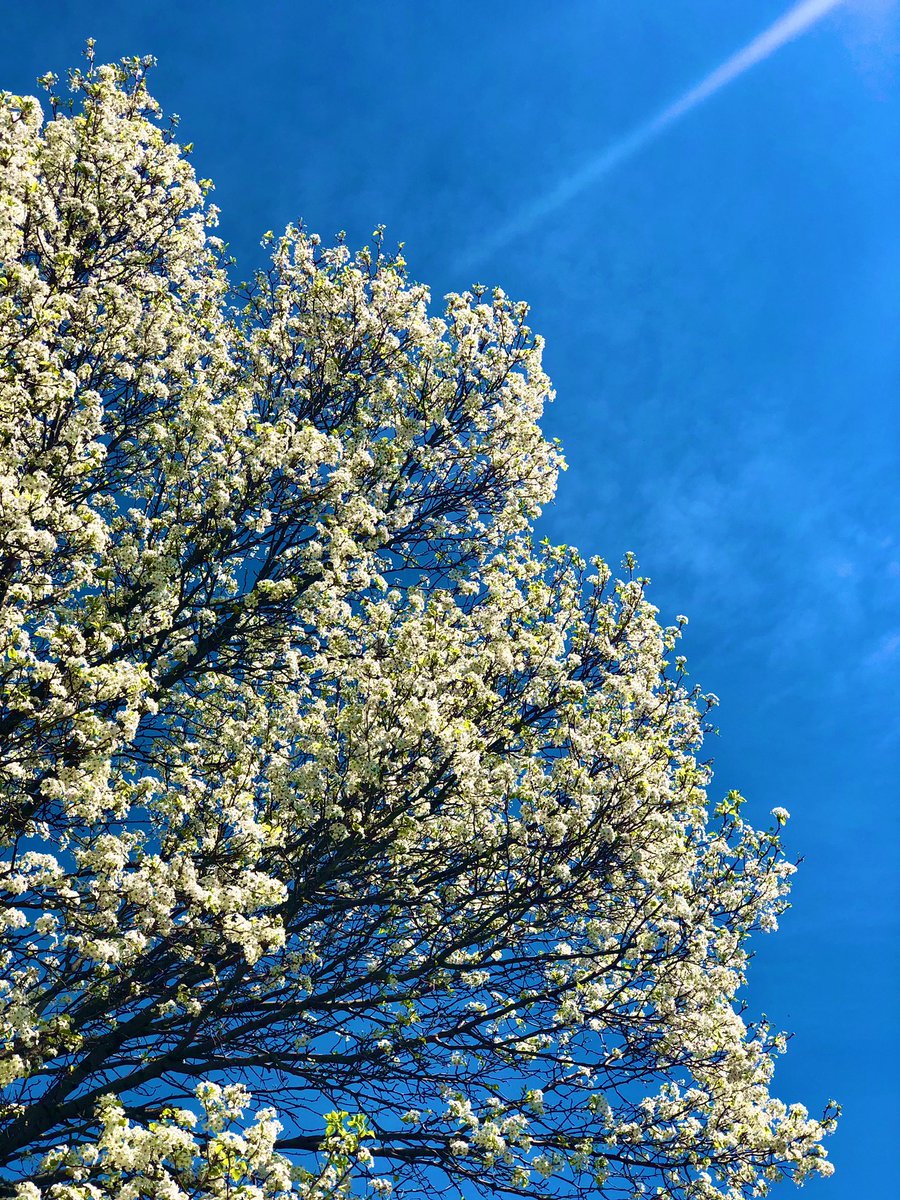 rebekahbaugh's tweet photo. Some things from the most beautiful gd day of the year so far. #spring https://t.co/mTaHManIHY