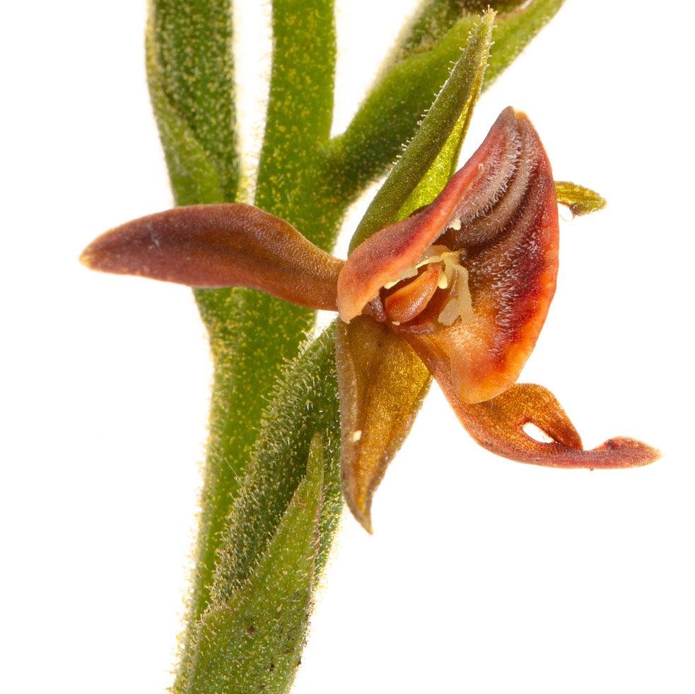 inst_humboldt's tweet photo. Durante las expediciones #BoyacaBio tuvimos la fortuna de registrar al menos 19 especies de orquídeas en Bijagual y otras 10 especies en Rabanal. 
¡Por algo somos el primer país en número de especies de orquídeas en el mundo!
Más detalles en: https://t.co/SOBxkoiZLU
@GobBoyaca https://t.co/dPZljQPwxI