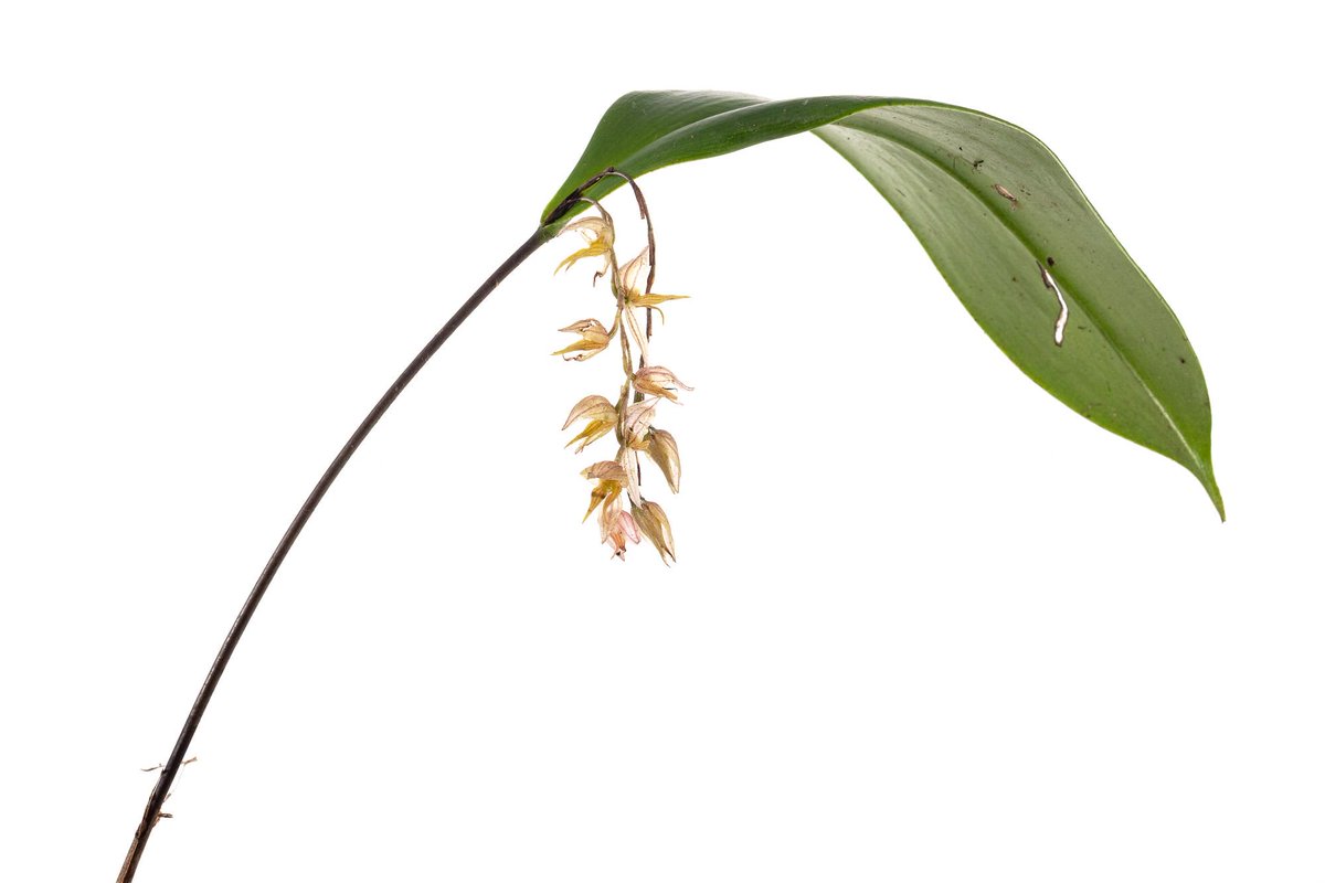inst_humboldt's tweet photo. Durante las expediciones #BoyacaBio tuvimos la fortuna de registrar al menos 19 especies de orquídeas en Bijagual y otras 10 especies en Rabanal. 
¡Por algo somos el primer país en número de especies de orquídeas en el mundo!
Más detalles en: https://t.co/SOBxkoiZLU
@GobBoyaca https://t.co/dPZljQPwxI