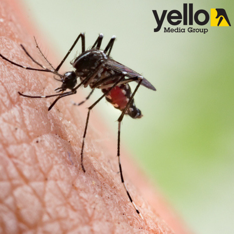 yelloarb's tweet photo. Mosquito Files: What You Need to Know About Zika
https://t.co/1zyoG4QHeN
#yellomg #aruba #zika #mosquitofiles #fyi https://t.co/yUPHRwVqzr