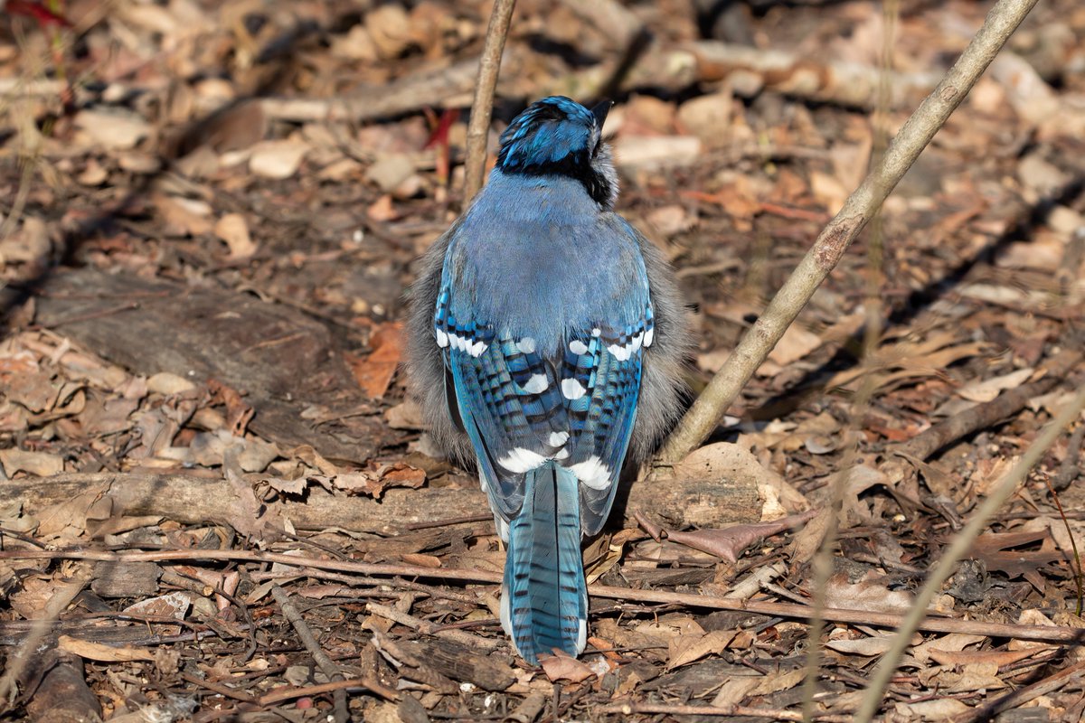 Its Me Ryan Also Here S A Crazy Thing Blue Jays Feathers Have Structural Color Meaning They Re Not Blue From Pigment But From The Way They Reflect Light Snapping A Photo