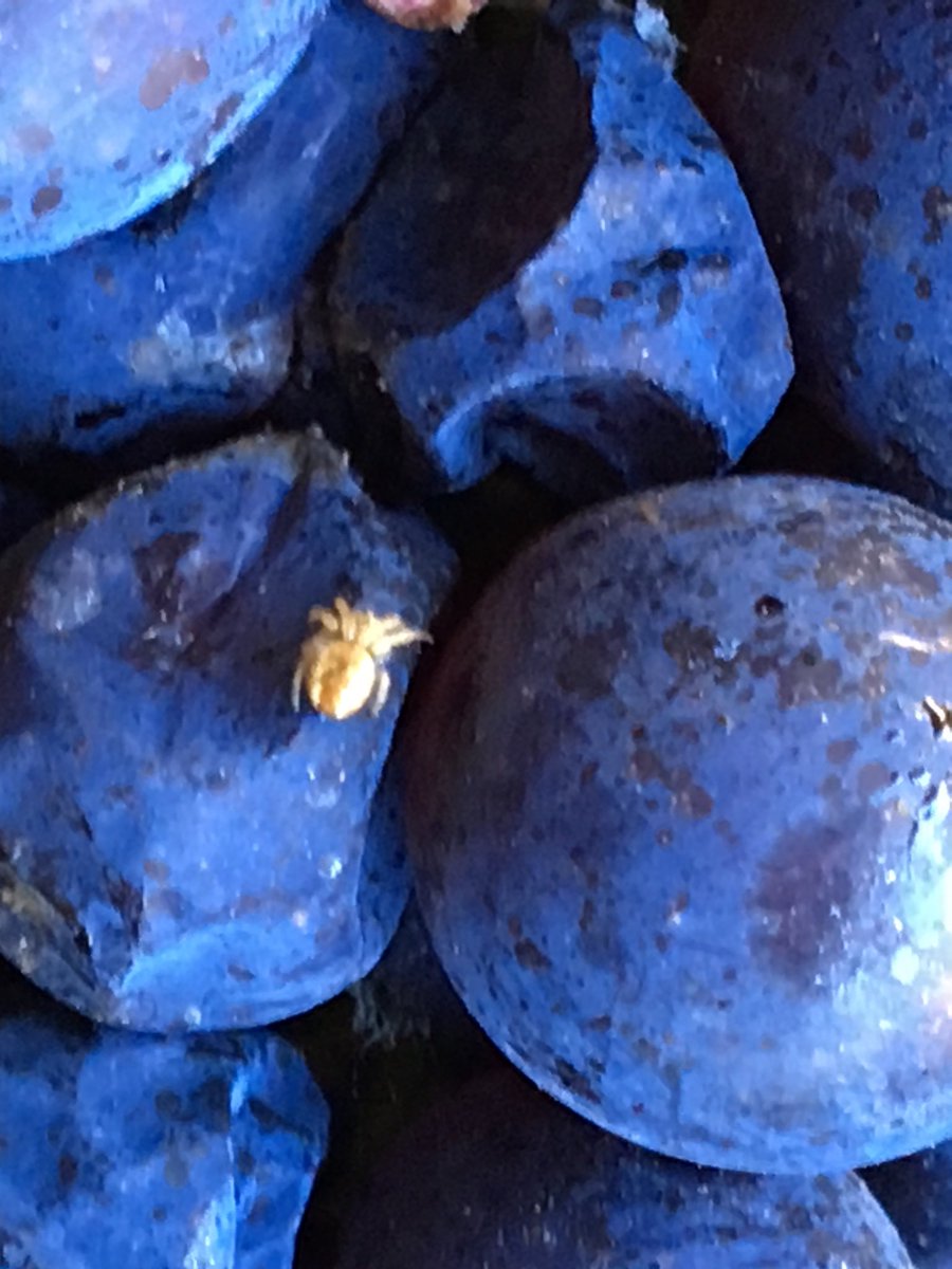 winelime's tweet photo. Spiders in Pinot-just in one bin-a Pinot ecosystem https://t.co/NUUuFMLpNG