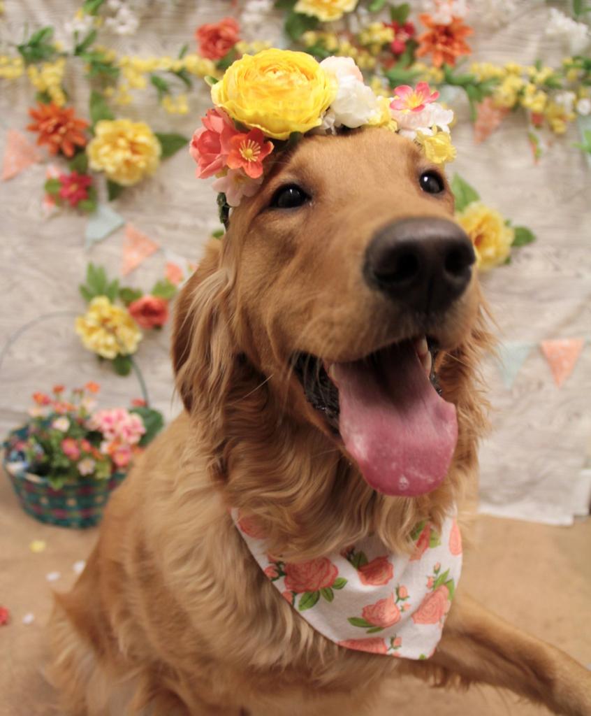 PetSmart's tweet photo. Spring has sprung πΈ PetSmart's Doggie Day Camp's Spring Fling playdate is 4/11 from 9am-5pm! Call to reserve your purchased day of play at select locations & don't forget to tweet us your photos using #petsmartplaydates and tagging @PetSmart (π·: IG petshotel_548) https://t.co/OzvkYMRUts