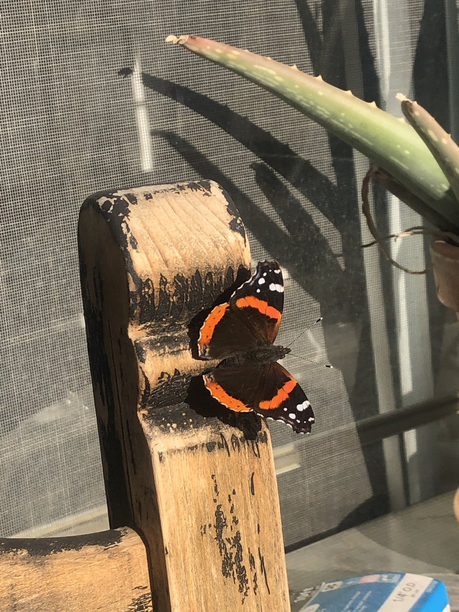 YourItalianHope's tweet photo. The crazy winds are blowing and this little friend keeps coming and going. #LosAngeles #crazywinds https://t.co/tiZHdRvnho