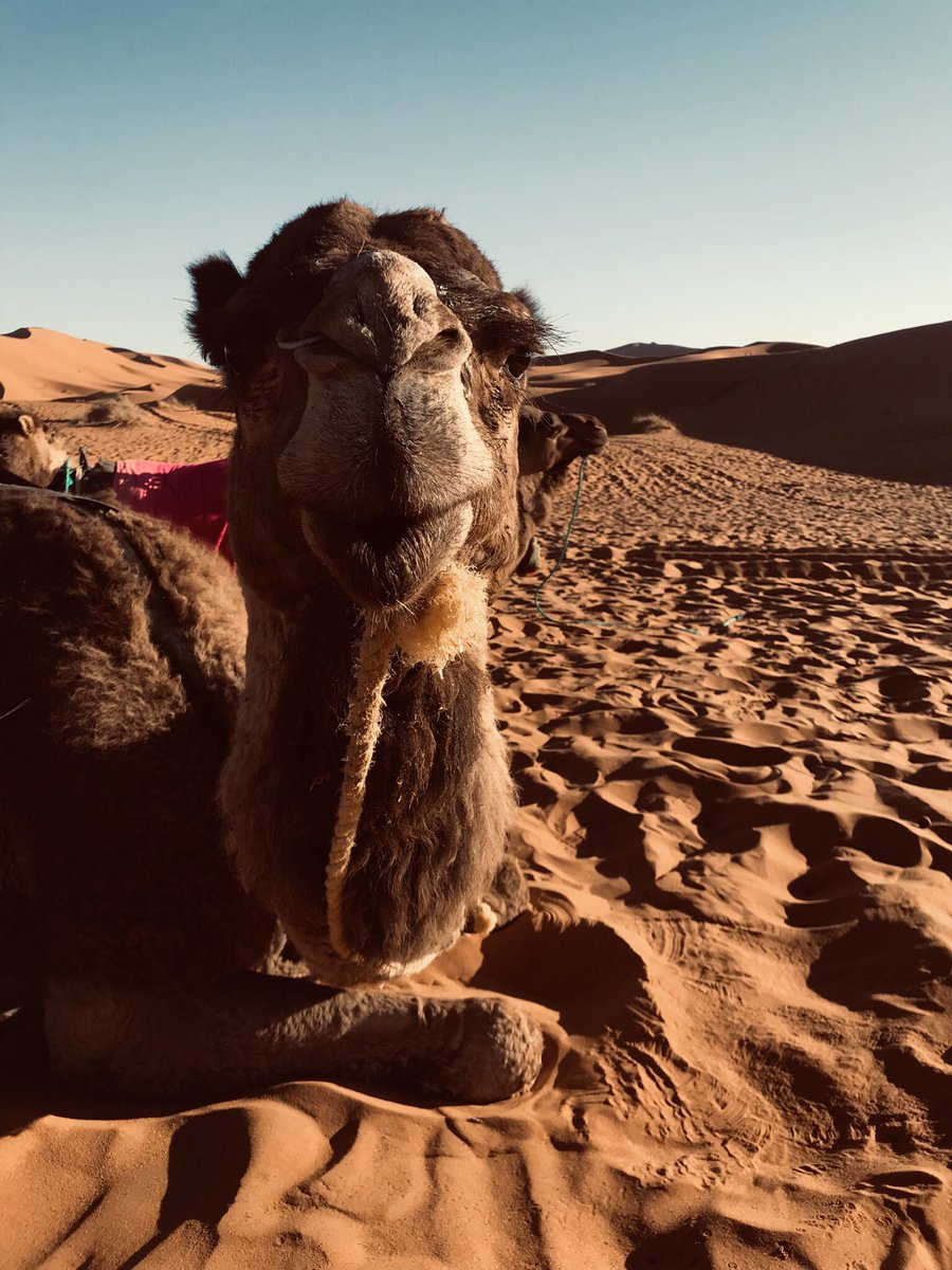 martutrevi's tweet photo. Desierto de Sahara 🧡 @occxlt https://t.co/7FJqO5KCqw