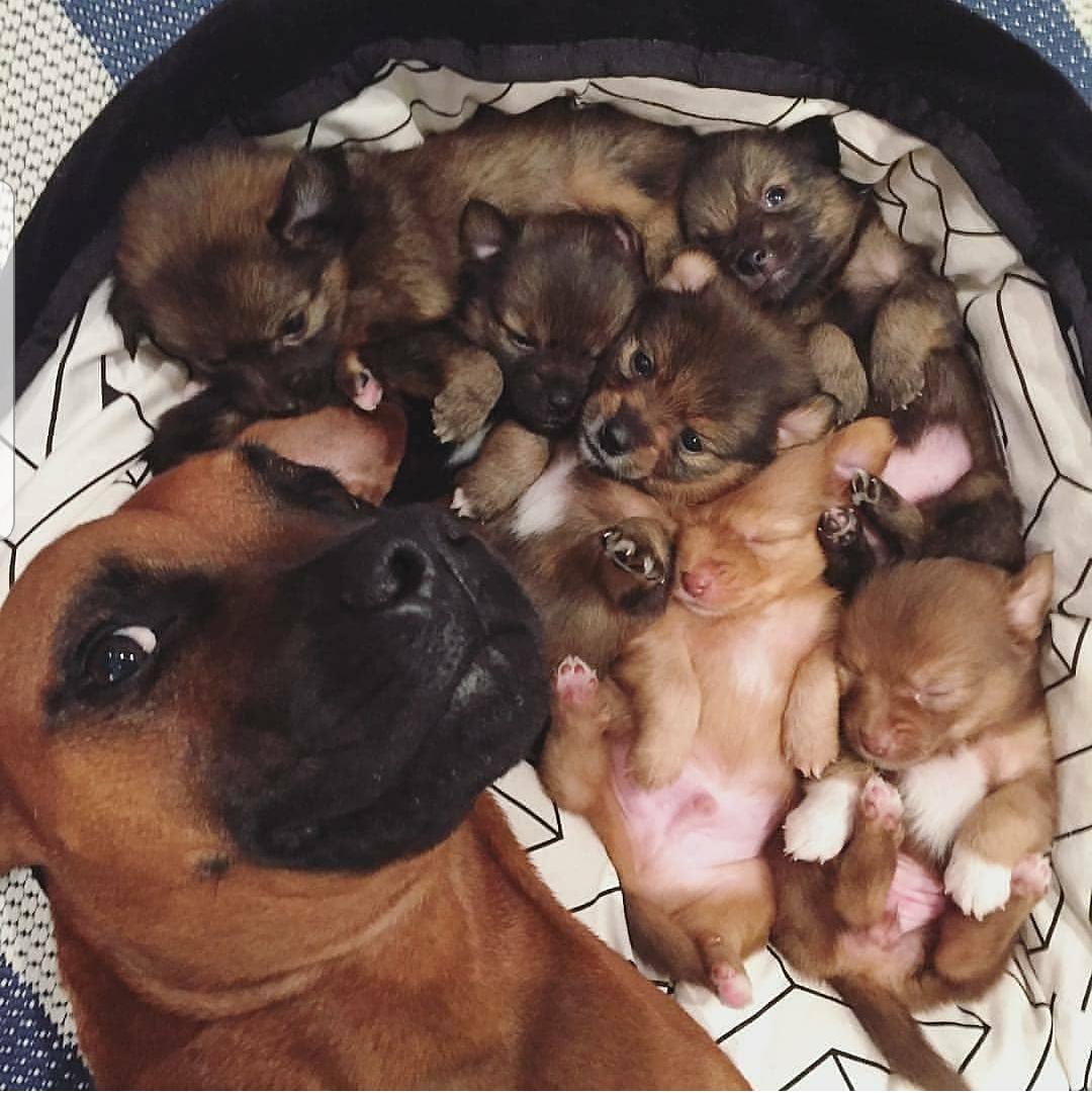RUNM_OFICIAL's tweet photo. Vamos a dormir 😴 que mañana tenemos que madrugar. 🐱🐕 .
.
#FelizNoche #Mascotas #4patas
#Runm
.
.
PH BUENA 📸 https://t.co/0ZA5SyaOBd
