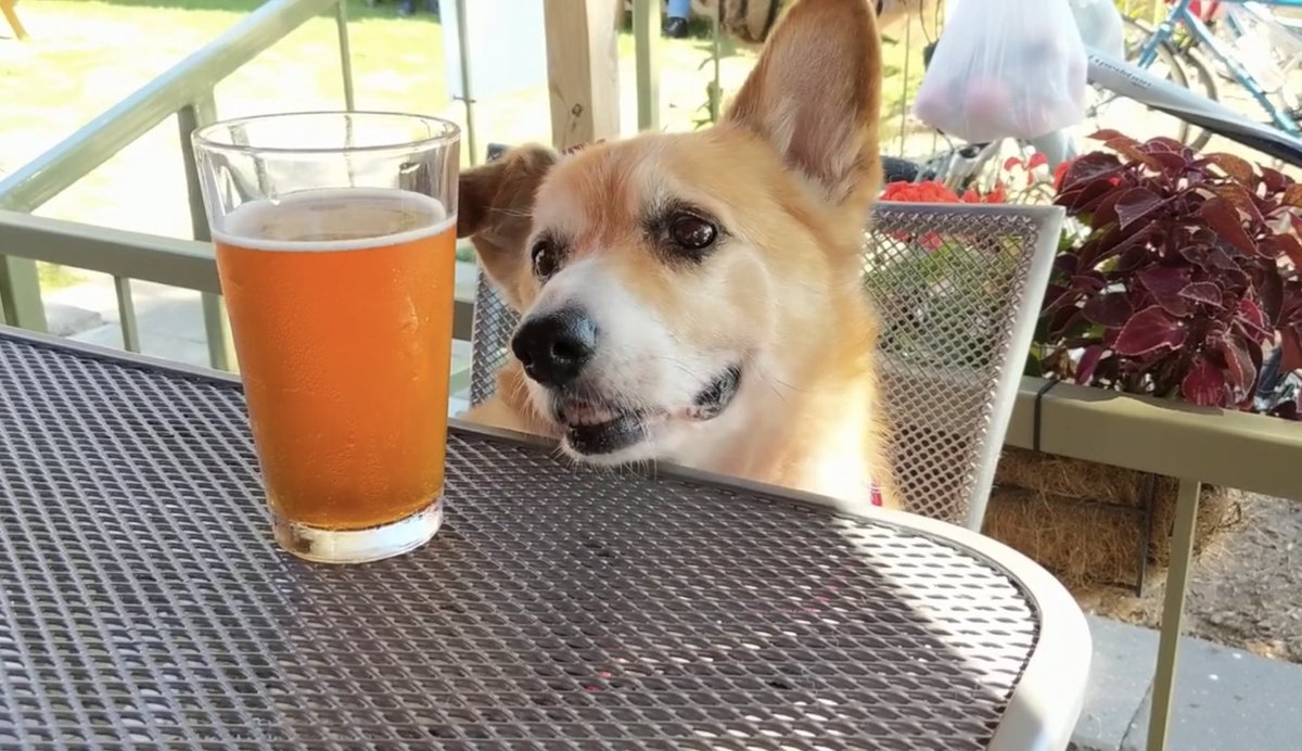 TraverseTravelr's tweet photo. Garth Trek video shares a dog’s perspective on Frankfort | https://t.co/u5u7itClYf #tcmi #benzie #filmfestival https://t.co/JuHJId9Id0